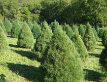 Ozark Valley Christmas Tree Farm Tree